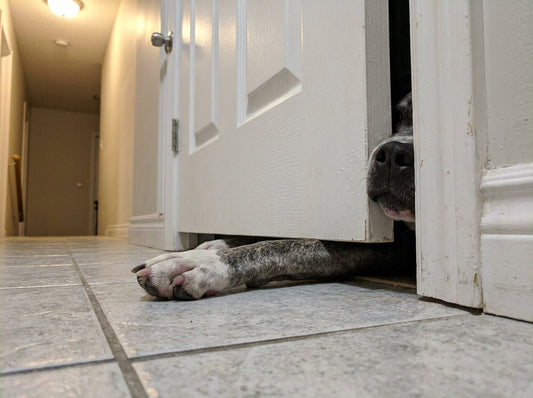 No Closed Doors: What My Velcro Dog Taught Me About 1 Thessalonians 5:17