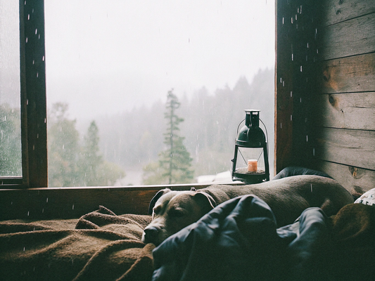 Shielded by Faith: Protecting Your Dog Through Every Storm