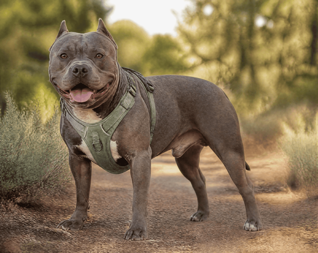 Best Harnesses for Bully Breeds in 2026 (Buying Guide)
